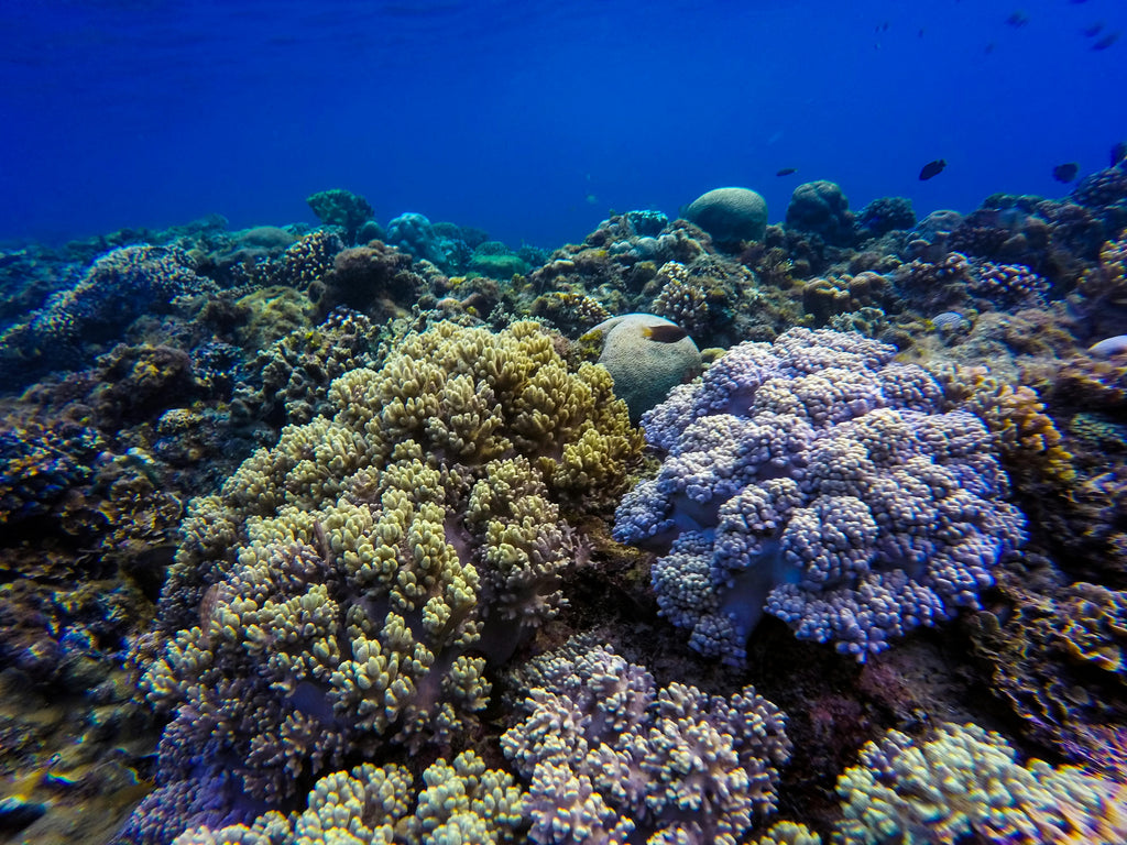 How Copper Is Destroying Our Coral Reefs